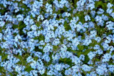 Myosotis alpestris 'ten sebze arkaplanı resmi