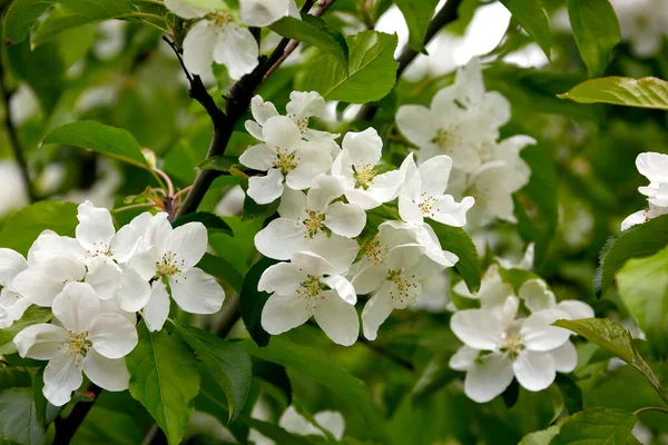 Imagem Fundo Vegetal Flores Brancas Uma Árvore Maçã Jovem — Fotografia de Stock
