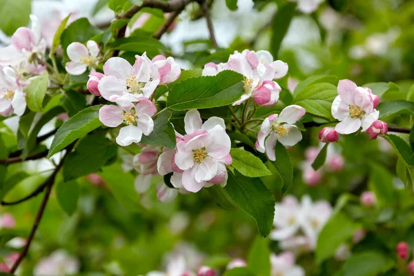 Изображение Природных Ветвей Цветущей Яблони — стоковое фото
