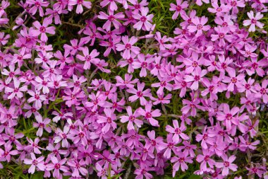 Phlox subulata Marjorie 'den sebze arkaplanı resmi