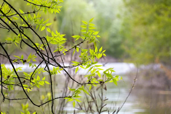 Aşırı Büyümüş Bir Nehrin Sularındaki Ağaç Dallarının Görüntüsü — Stok fotoğraf
