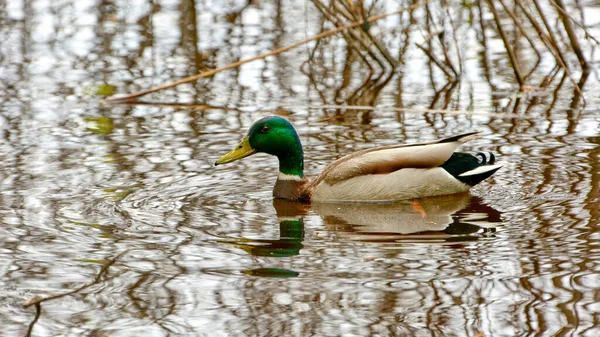 Image Wild Duck Drake River Floodplain — Stock Photo, Image