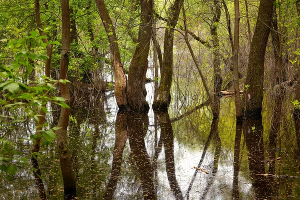 Krajobraz Drzew Wodzie Wycieku Dużej Rzeki — Zdjęcie stockowe