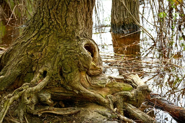 Bild Der Wurzeln Eines Großen Baumes Mit Einer Mulde Wasser — Stockfoto