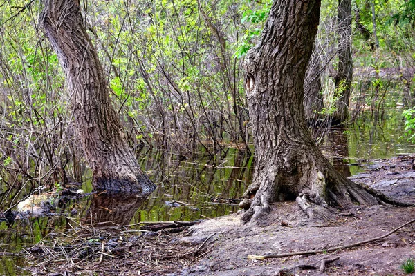 Sudaki Kıyıdaki Yaşlı Ağaçların Görüntüsü — Stok fotoğraf