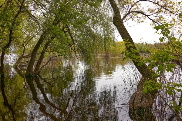 大きな川の流出後の水の中の木の風景画像 — ストック写真