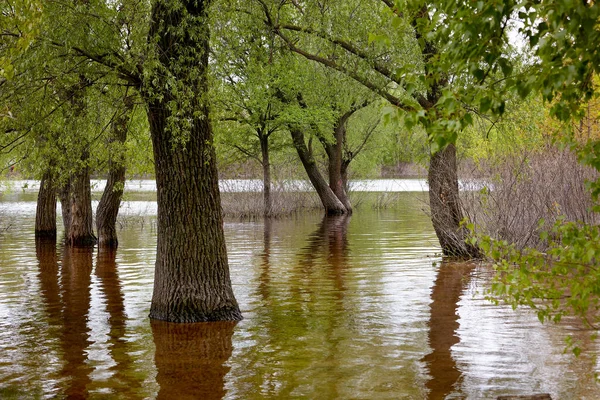 Landscape image of trees in the water after the spill of a large river