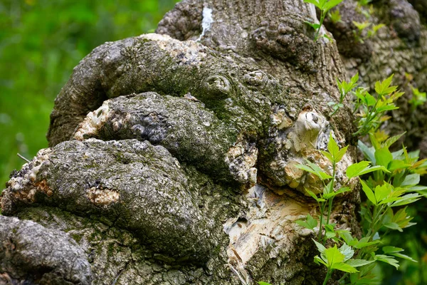 Obrázek Bolestivého Růstu Stromě Lese — Stock fotografie