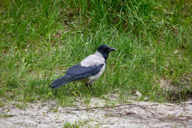Yeşil çimenlerdeki tüylü, kukuletalı bir karga resmi