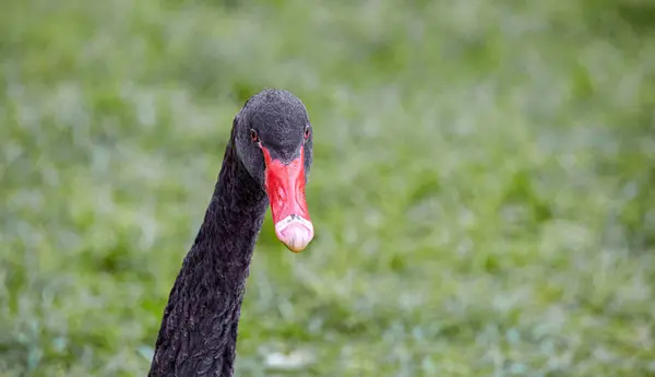 フレームにまっすぐ見える黒い白鳥の頭のイメージ — ストック写真
