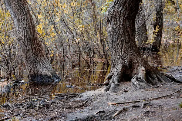 Изображение Деревьев Кустарников Воды Желтыми Листьями — стоковое фото