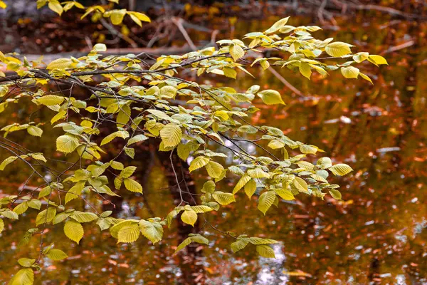 Изображение Ветки Дерева Жёлтыми Листьями Над Водой — стоковое фото