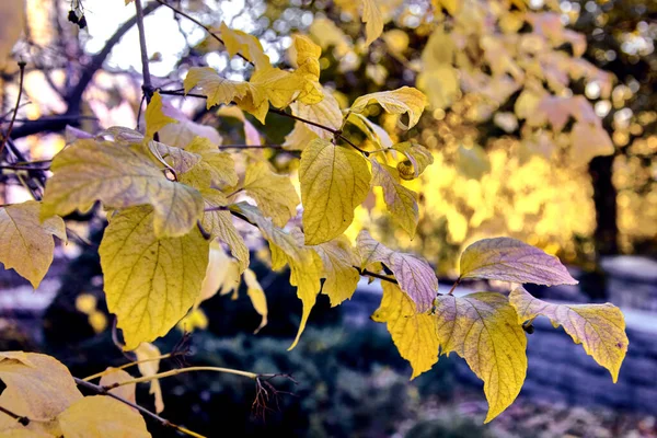 Изображение Ветки Желтыми Листьями Фоне Номинала — стоковое фото