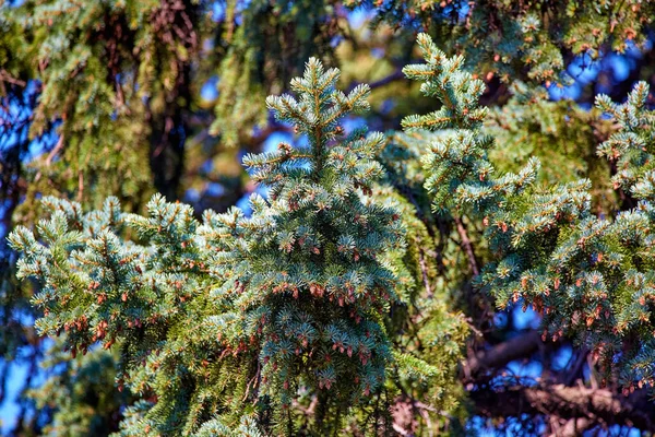 Image Green Background Spruce Branch Coniferous Tree Стоковое Изображение