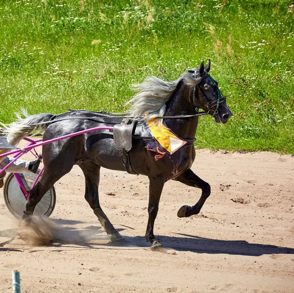 Image of a beautiful horse running along a hippodrome