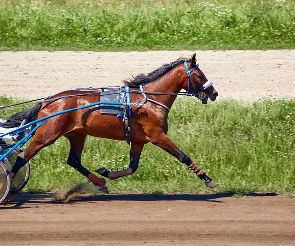 Зображення Красивого Коня Біжить Уздовж Гіподрому — стокове фото