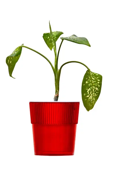 Bild Der Zimmerpflanze Ein Roter Topf Auf Weißem Hintergrund Stockfoto