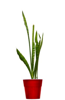 Sansevieria 'nın beyaz bir grupta kırmızı bir tencerede görüntüsü