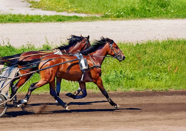 Bild Vacker Häst Som Springer Längs Hippodrom Stockbild