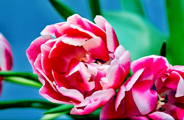 Bild Einer Offenen Tulpenknospe Rosa Pfingstrose Columbus lizenzfreie Stockfotos
