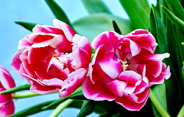 两个开放的郁金香芽粉红牡丹哥伦布的图像 图库图片