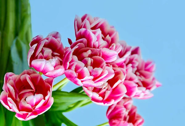 Kép Egy Csokor Nyitott Rózsaszín Tulipán Columbus Stock Kép