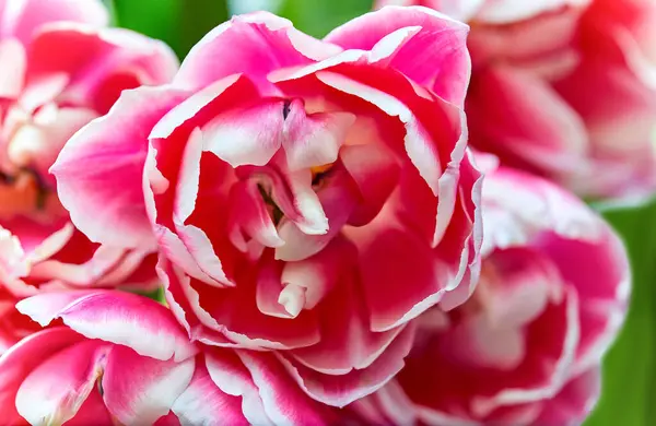 咲くコロンブスチューリップのピンクの背景の画像 ストック画像