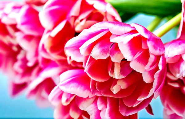 哥伦布郁金香绽放的粉色背景图像 图库图片
