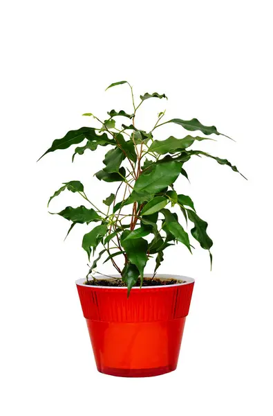 Immagine Una Pianta Appartamento Vaso Rosso Ficus Forma Ciliegia Immagini Stock Royalty Free