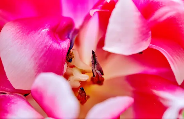 Bild Rosa Bakgrund Från Knopp Blommande Tulpan Columbus Stockbild