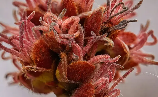 Obraz Kobiecych Kwiatów Klonu Cukrowego Lub Srebra Acer Saccharum Obraz Stockowy