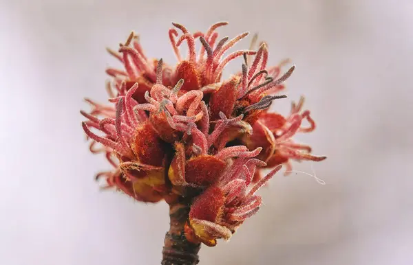 Εικόνα Από Θηλυκά Λουλούδια Από Σφενδάμι Ζάχαρης Ασημένιο Σφενδάμι Acer Royalty Free Φωτογραφίες Αρχείου
