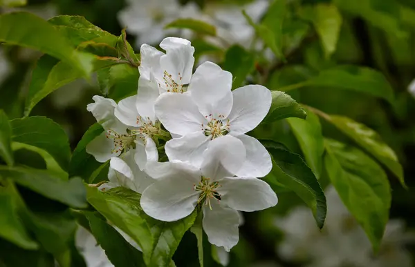 Genç Bir Elma Ağacının Beyaz Çiçeklerinin Sebze Arkaplan Resmi Telifsiz Stok Imajlar