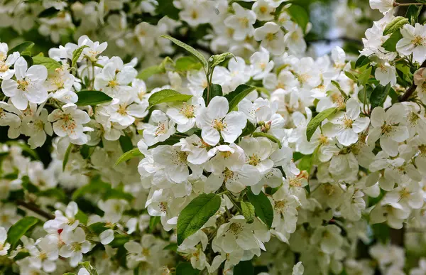 Obrázek Rostlinného Pozadí Bílých Květin Mladého Jabloně Stock Fotografie