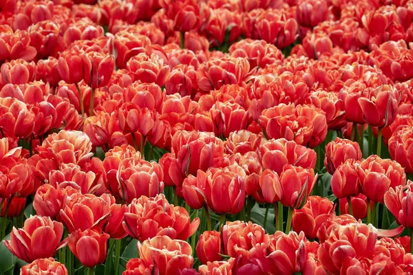 Immagine Sfondo Naturale Tulipani Rossi Fiore — Foto Stock