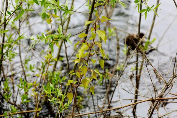 Wiosną Obraz Młodych Gałązek Zielonymi Liśćmi Nad Rzeką Zdjęcie Stockowe
