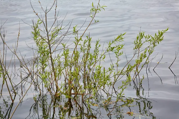 绿柳分枝 幼叶从水中生长的图像 免版税图库照片