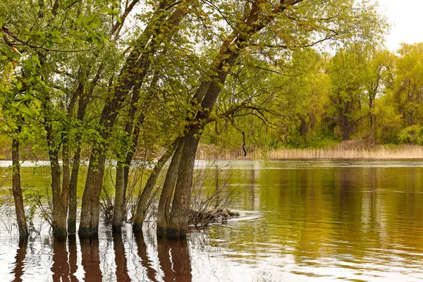 Büyük Bir Nehrin Dökülmesinden Sonra Sudaki Ağaçların Manzarası Stok Resim