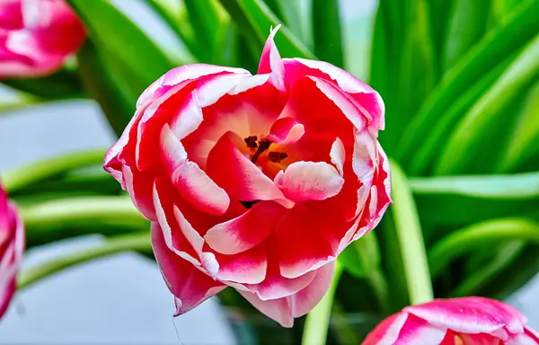开放的郁金香芽粉红牡丹柱的图像 免版税图库照片