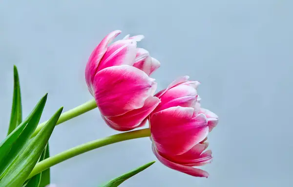 Obraz Dwóch Otwartych Pąki Tulipan Różowy Piwonia Kolumb — Zdjęcie stockowe