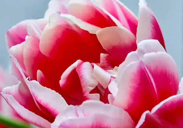 一朵盛开的郁金香花的花蕾中的粉红背景图像 免版税图库图片