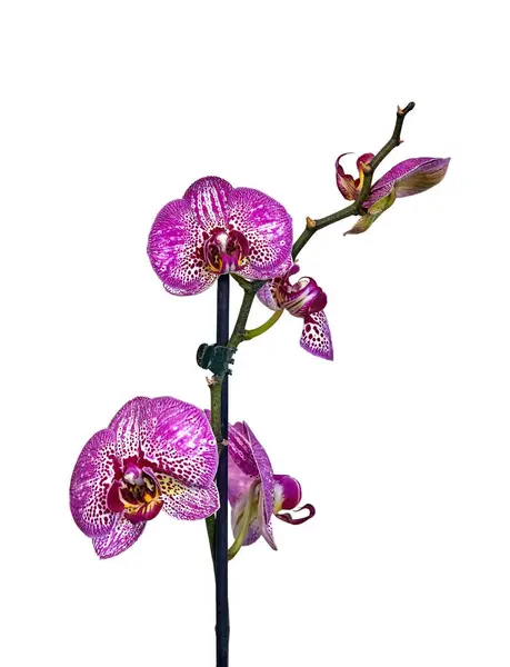 Afbeelding Van Een Huiskamerpaarse Orchidee Een Witte Achtergrond Stockfoto
