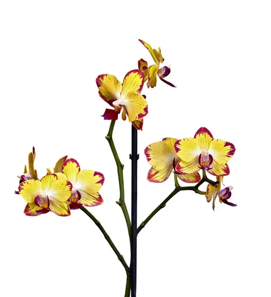 白い背景の屋内植物の黄色い蘭のイメージ ロイヤリティフリーのストック写真