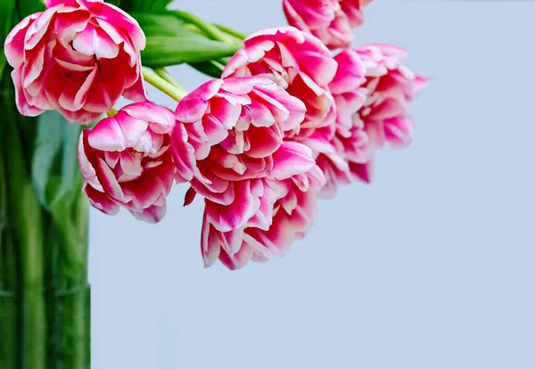 オープンピンクチューリップコロンブスの花束のイメージ ロイヤリティフリーのストック画像