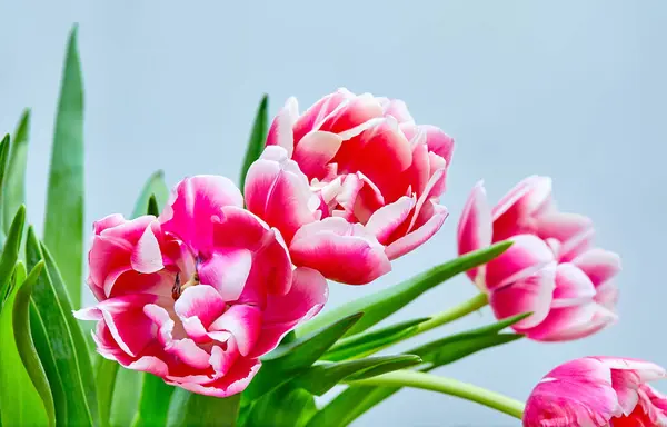 オープンピンクチューリップコロンブスの花束のイメージ ストック画像
