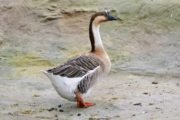 Image Domestic Feathered Bird Goose Walking Yard Stock Picture