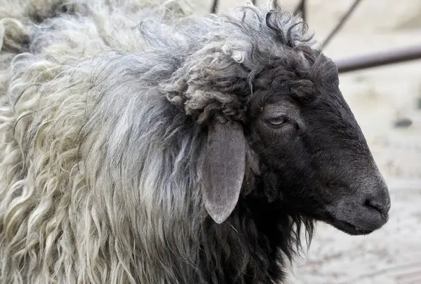 Kara Ağızlıklı Bir Hayvan Koyunu Görüntüsü - Stok İmaj
