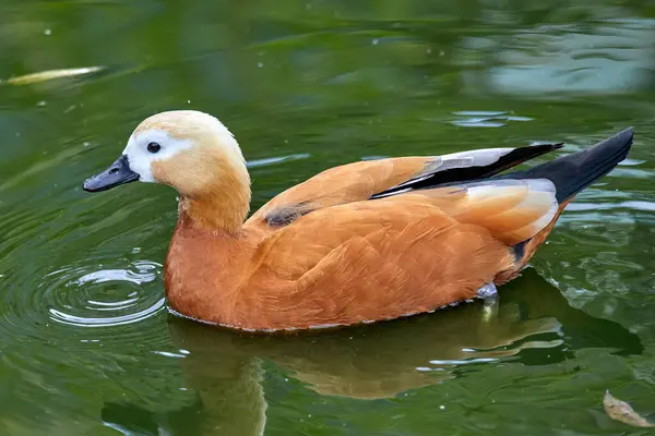 Bild Einer Wasservogel Entenschlacke Auf Dem Wasser Stockbild