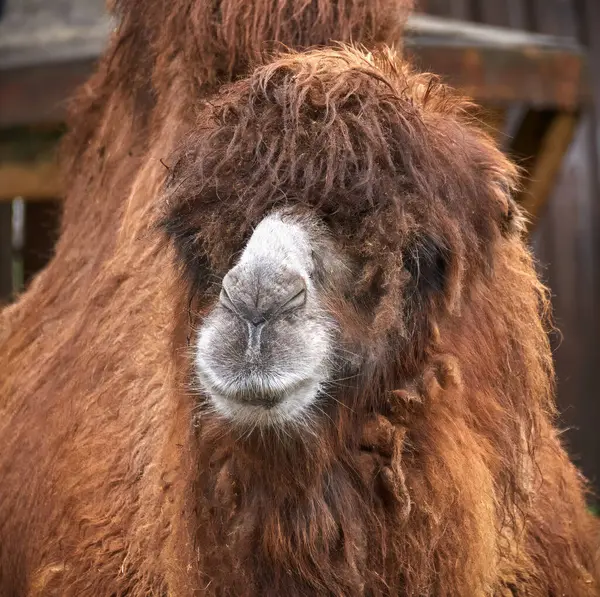 Bild Röd Mynning Stor Kamel Stockfoto
