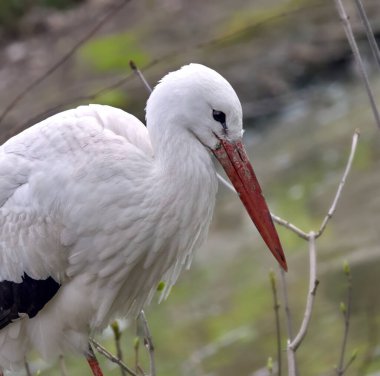 Vahşi bir leyleğin kırmızı gagalı kafası.